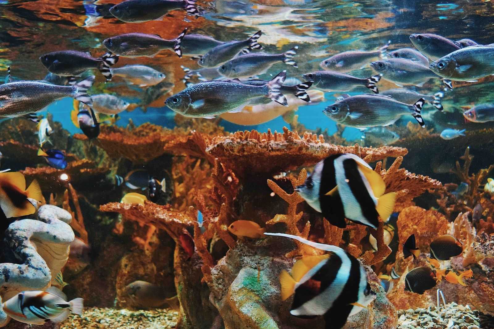 peces en acuario