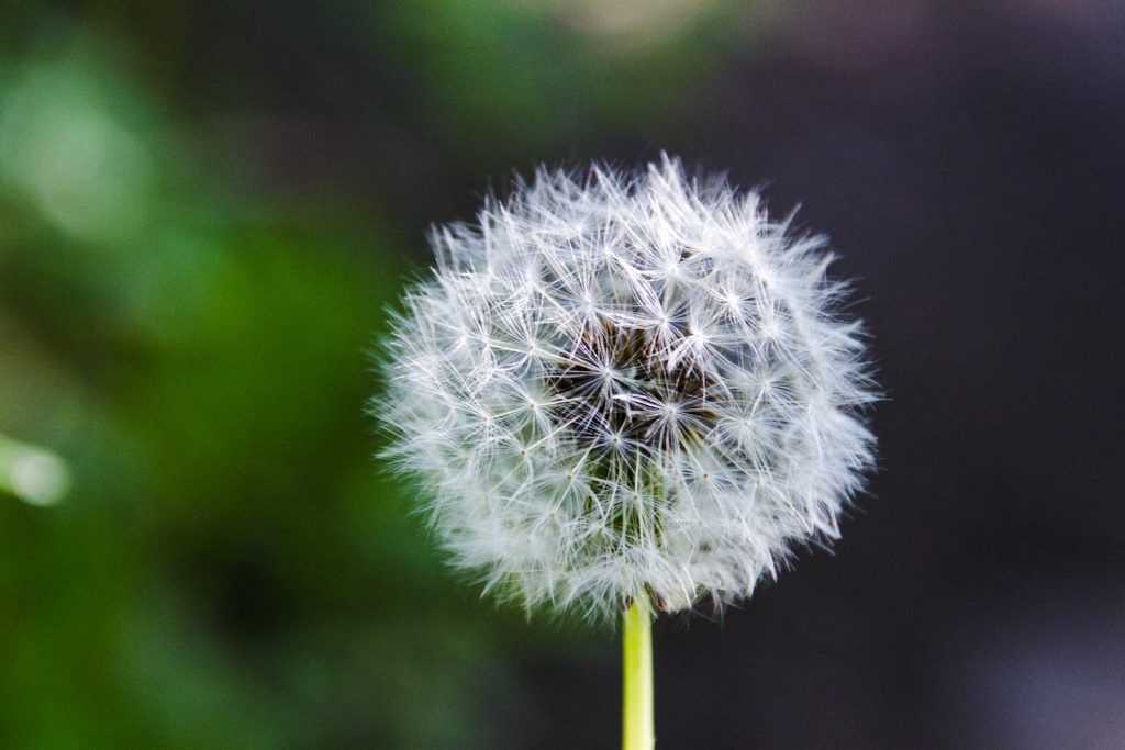 Shallow Focus Photo of Dandelion
