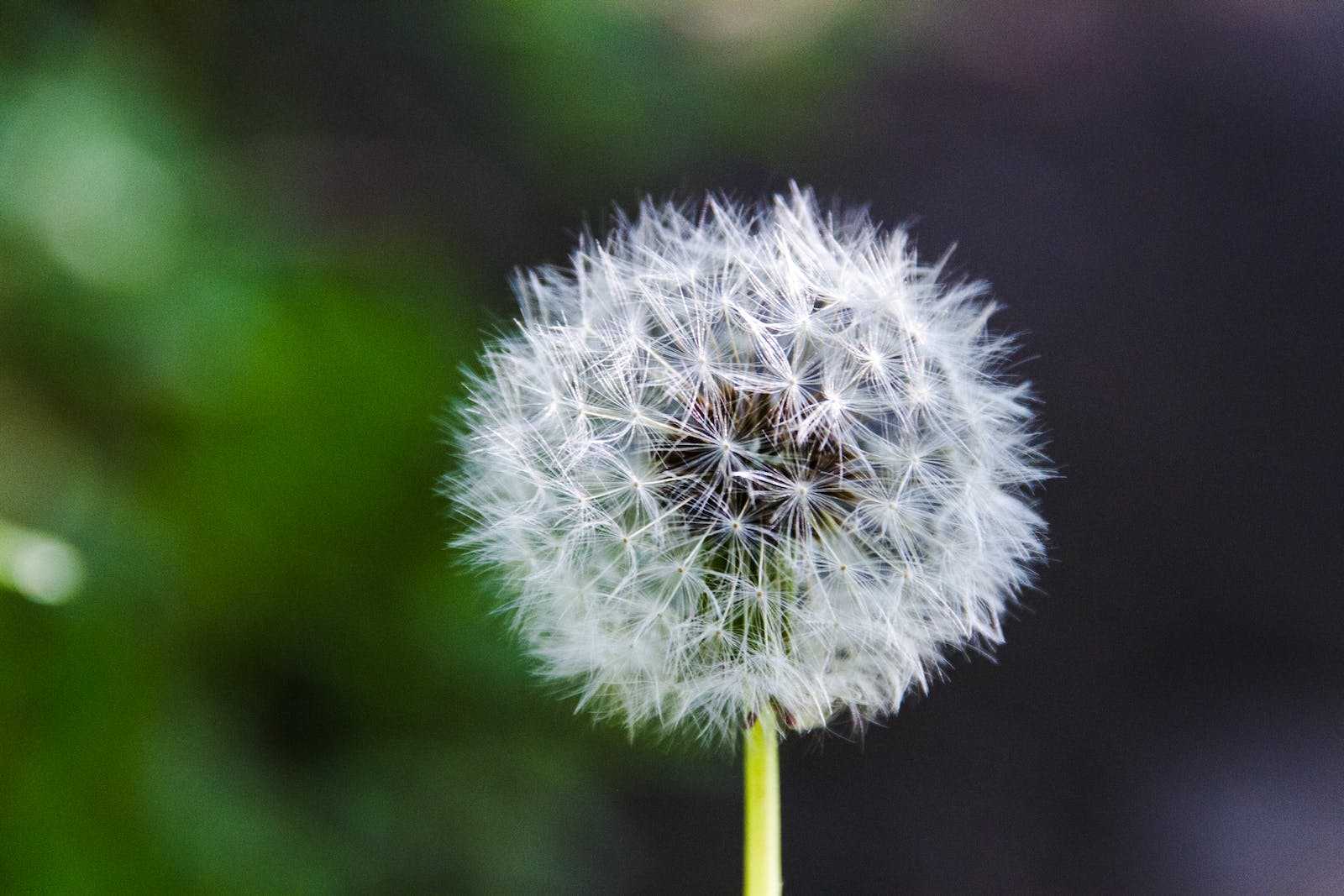 Shallow Focus Photo of Dandelion