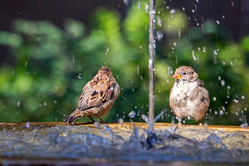 fuente de agua con pájaros revoloteando