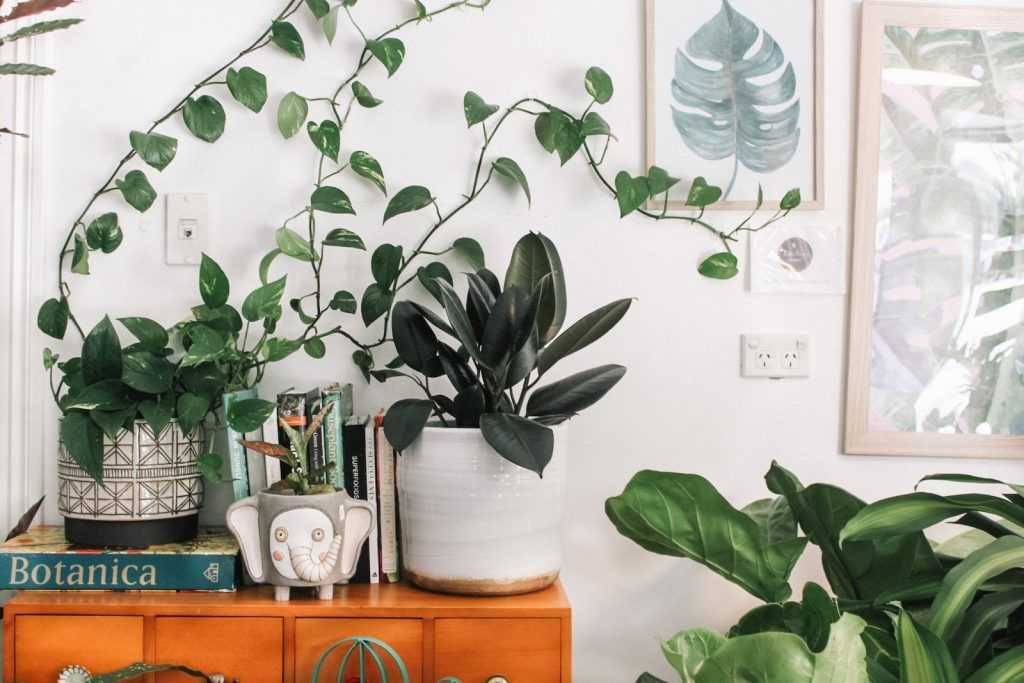 plantas en casa