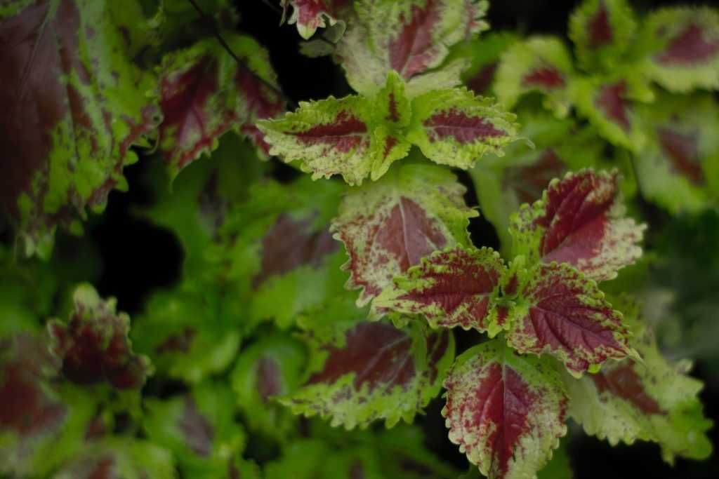 Plectranthus verticillatus