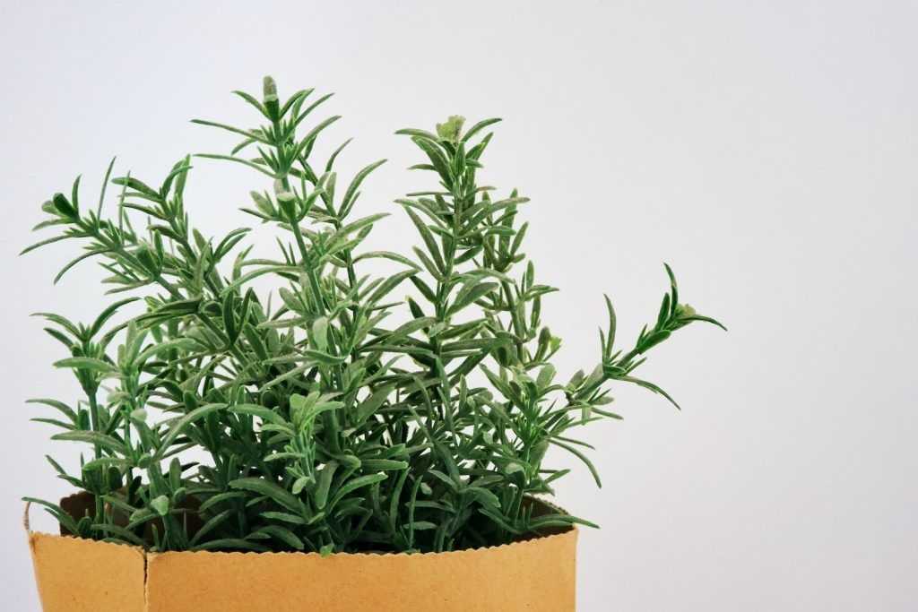 planta de romero