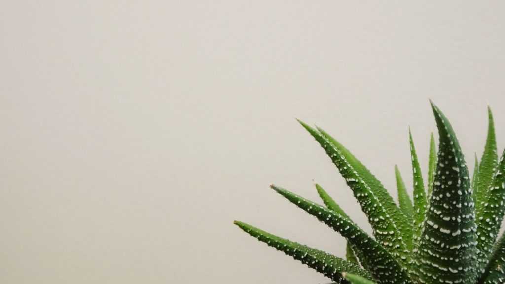 aloe vera