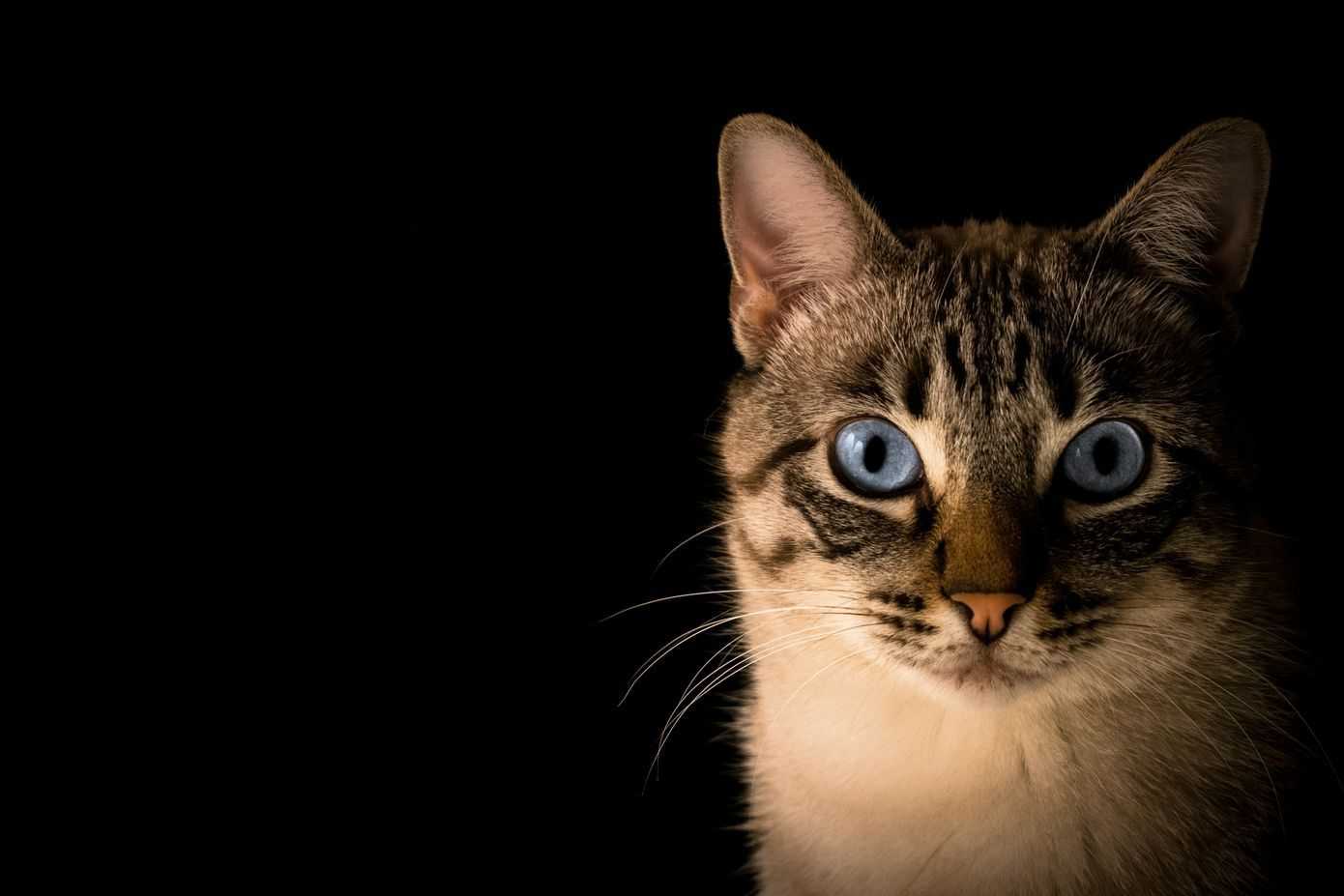 Animales y la Biblia