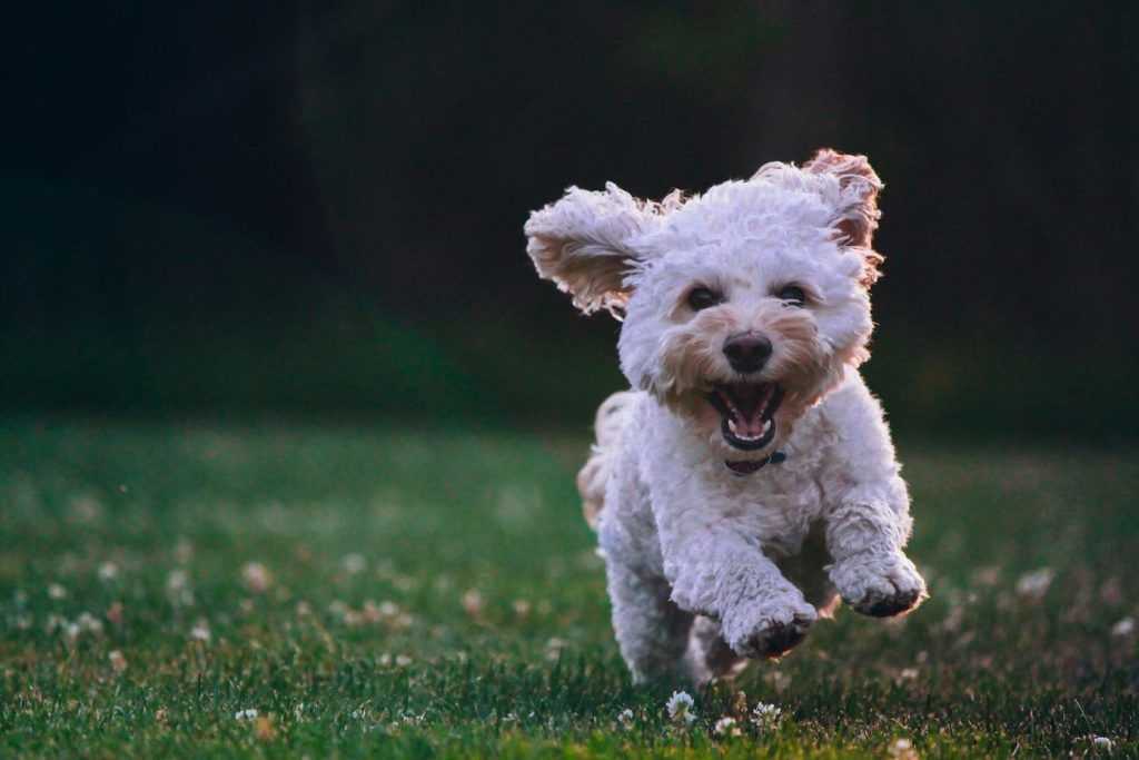 Perros atacando en sueños
