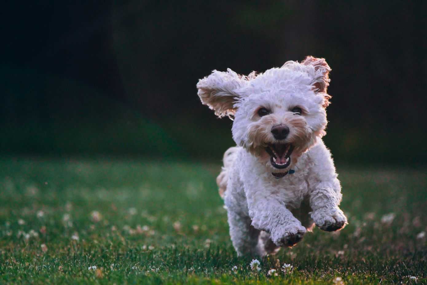Perros atacando en sueños