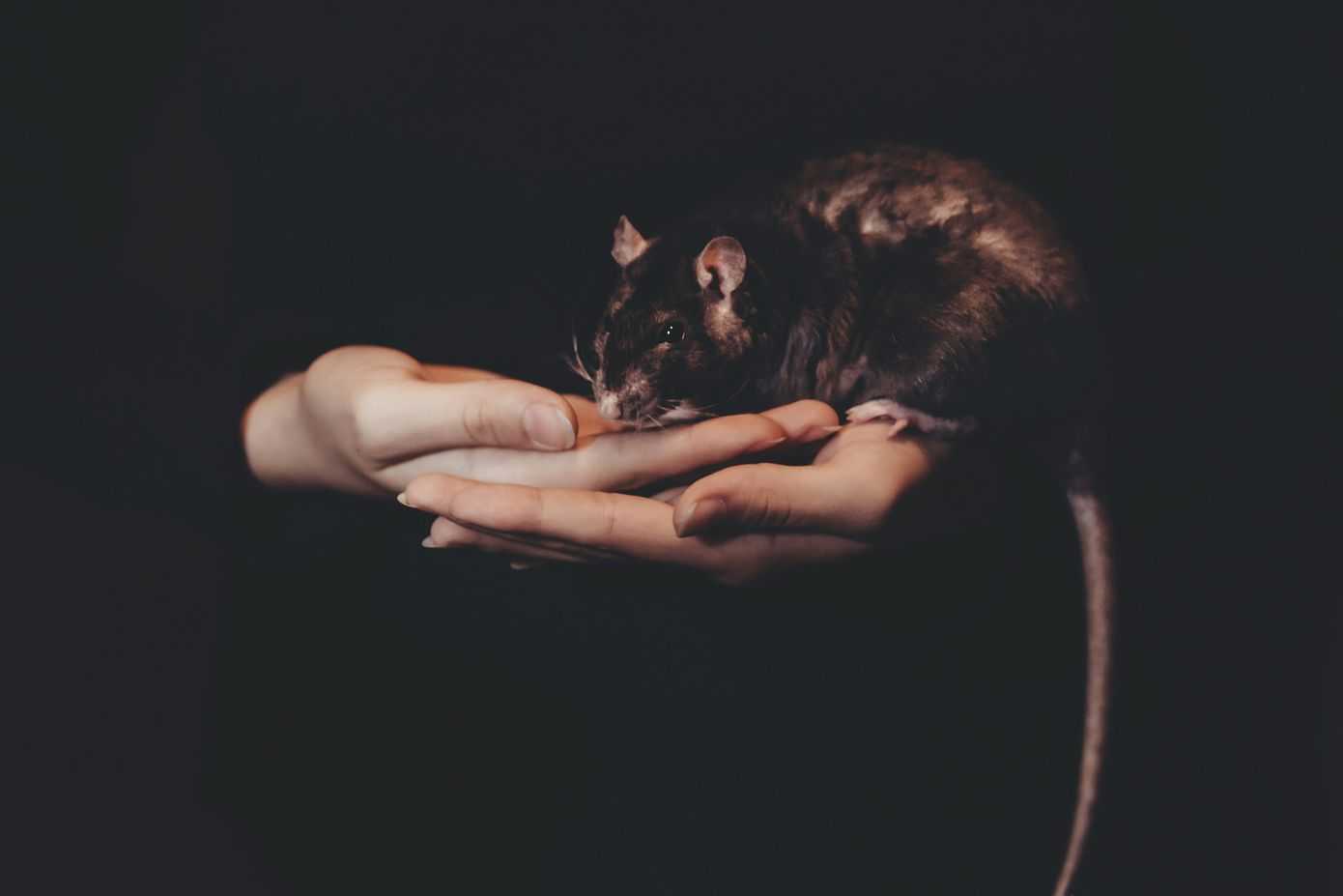 Sueño con una rata negra