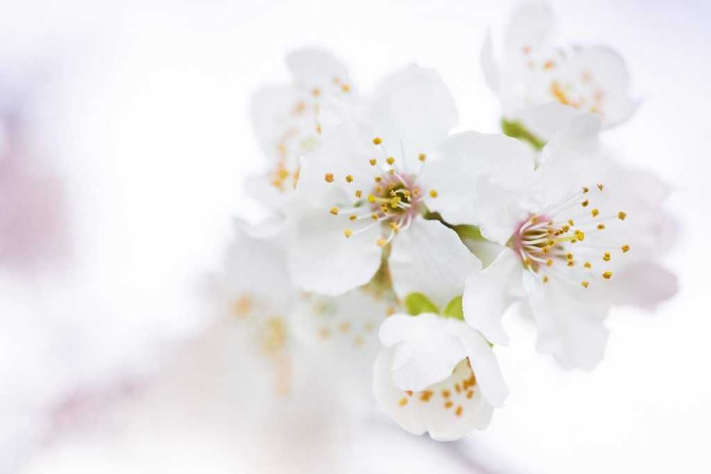 Flores blancas y su significado