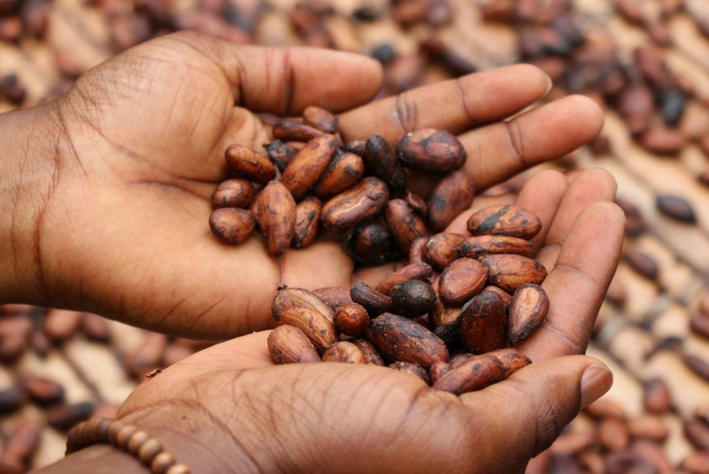 Ritual del cacao