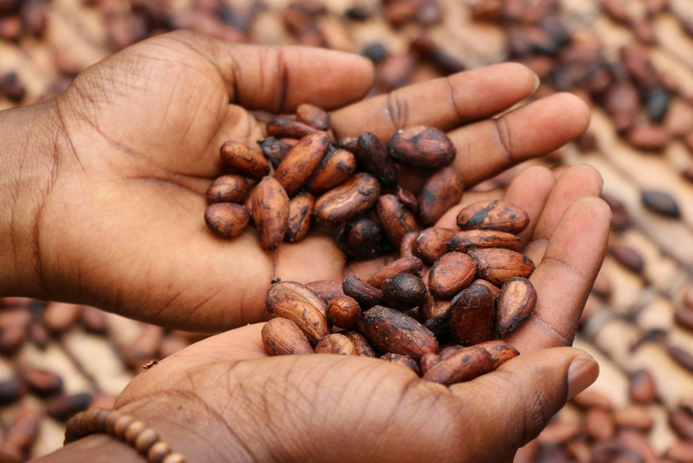 Ritual del cacao